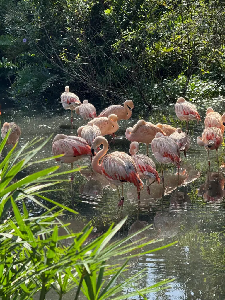 Brevard Zoo