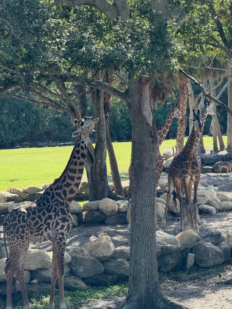 Brevard Zoo